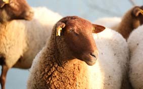 Animal Feed 