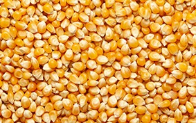 Paper Sacks for Seeds and Grains 
