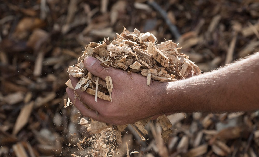 Biomass and Hydroelectric Energies