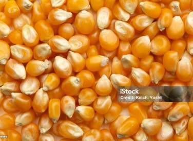 Seeds
