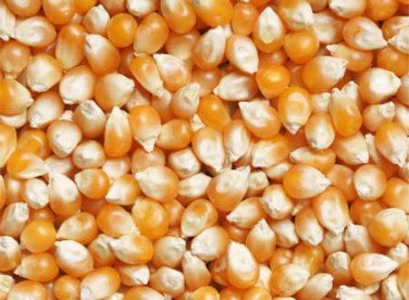 Corn