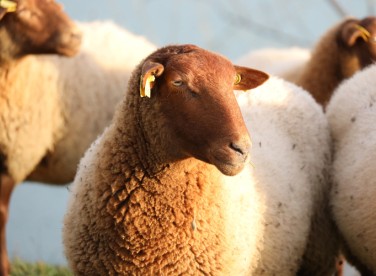 Animal Feed