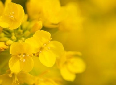 Rapeseed