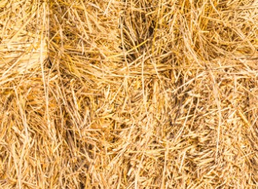 Forage