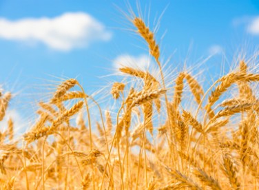 Alimentation humaine
