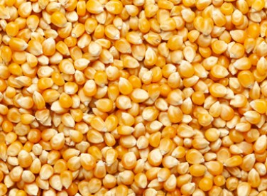 Seeds