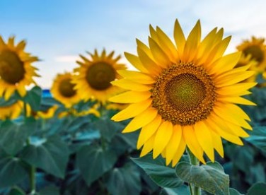 sunflower